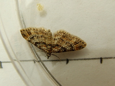 Double-striped Pug